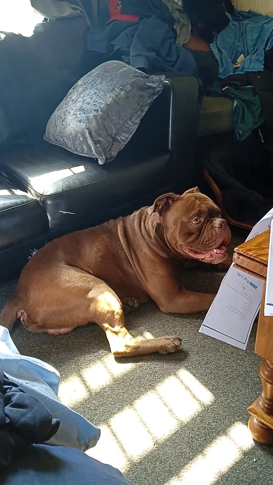 English Bulldog dogs for sale: Apollocreed is name. N in Bradford - Video 1