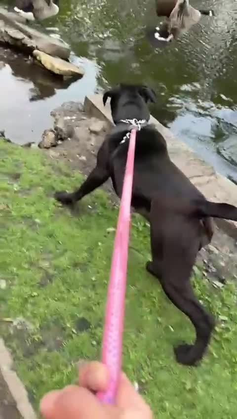 Cane Corso dogs for sale: Russian imported CANE CORSA  - Video 5