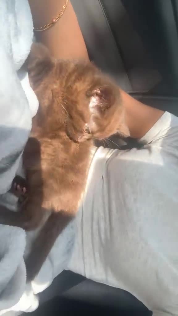 British Shorthair cats for sale: British short hair girl  in Godalming - Video 1