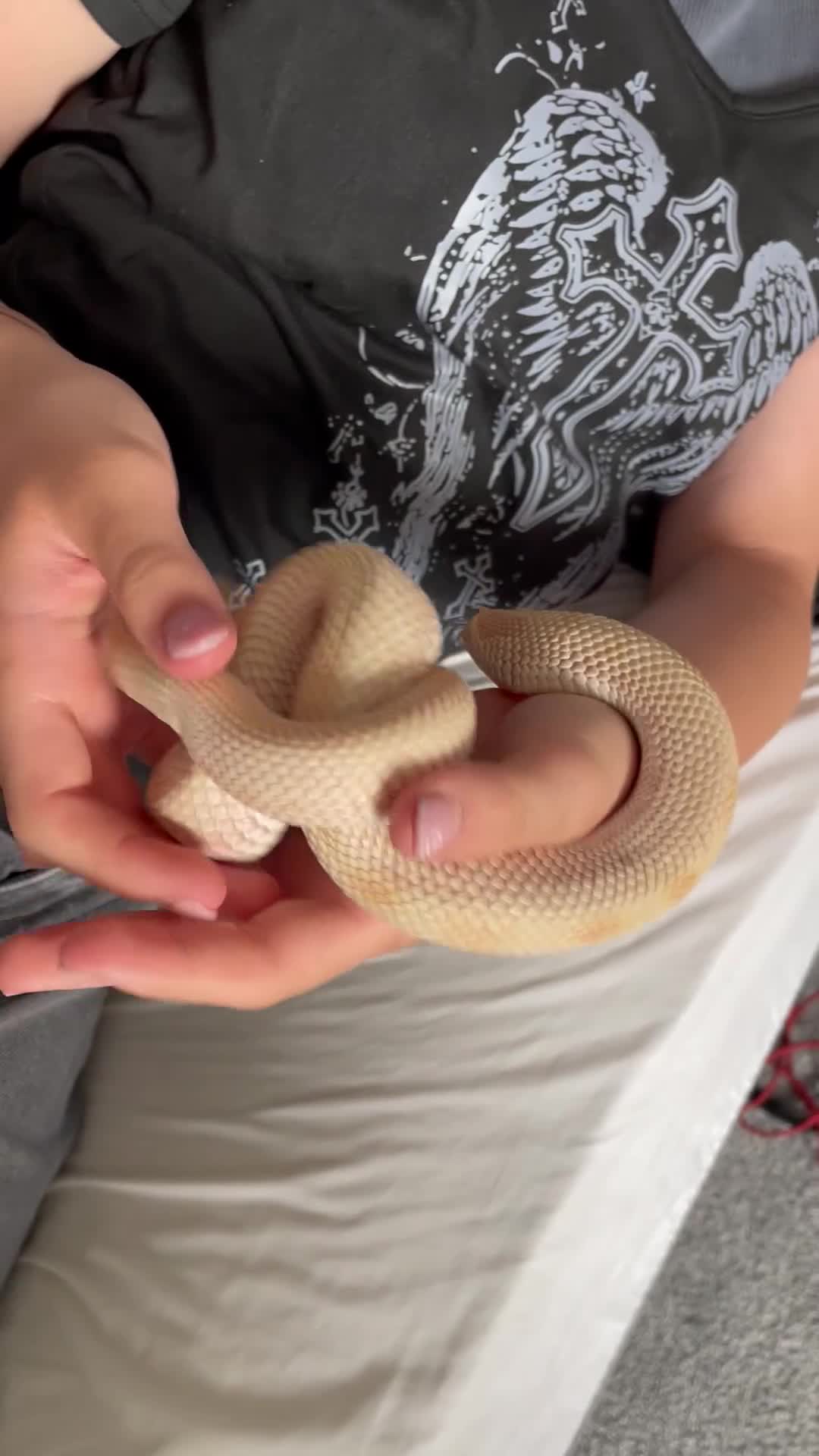 Snake reptiles for sale: Albino Hognose Snake - Video 1