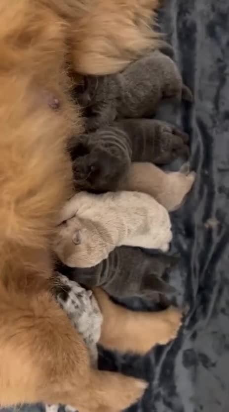 Chow Chow dogs for stud: Rare Smooth Coat Blue Merle for Stud - Video 3