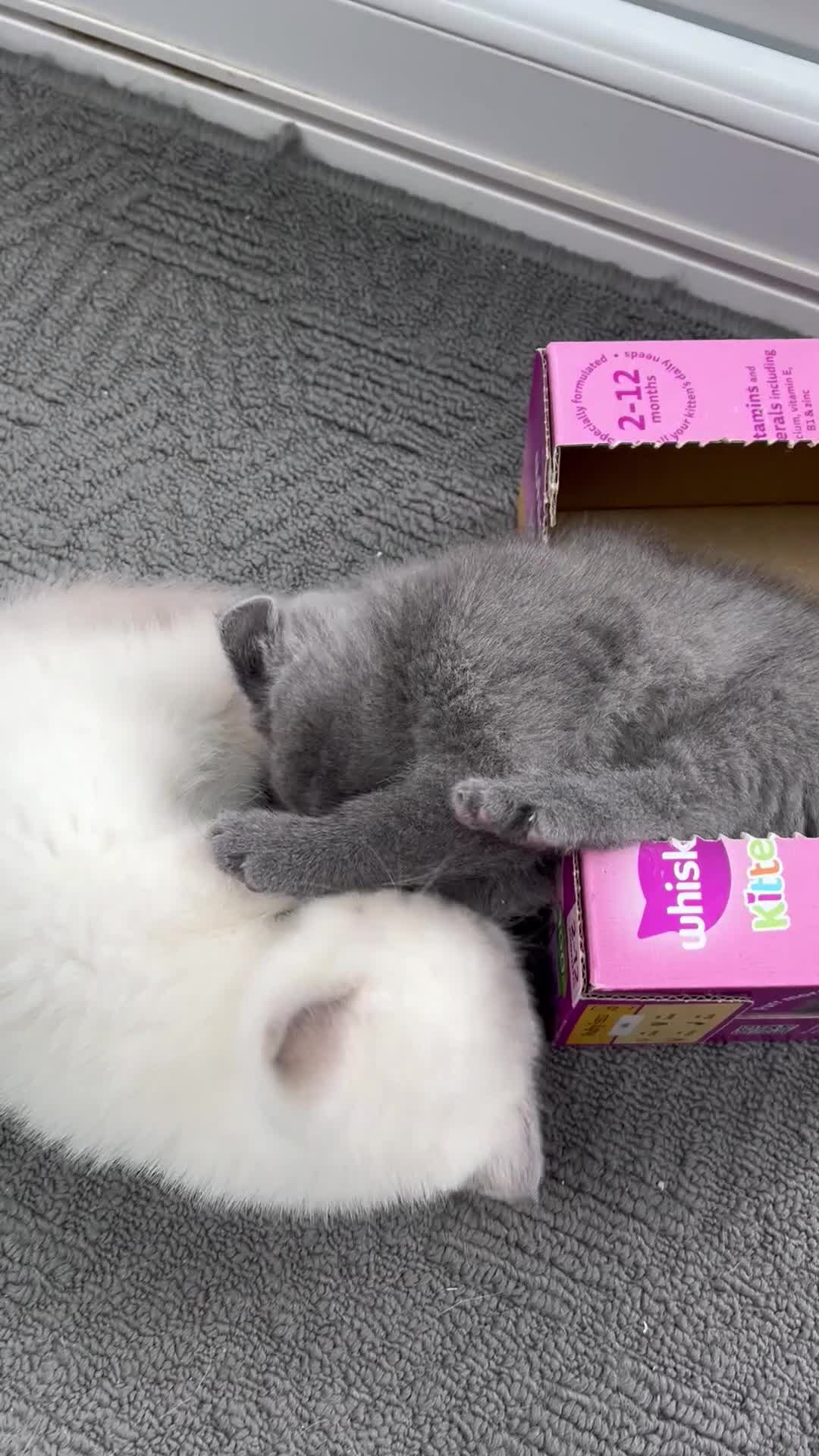 British Shorthair cats for sale: ✨TWO ✨Gorgeous Boys left now - Video 1