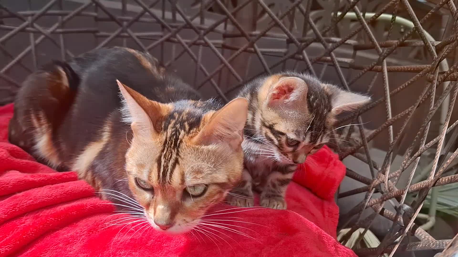 Bengal cats for sale: Outstanding Bengal Kittens TICA - Video 1