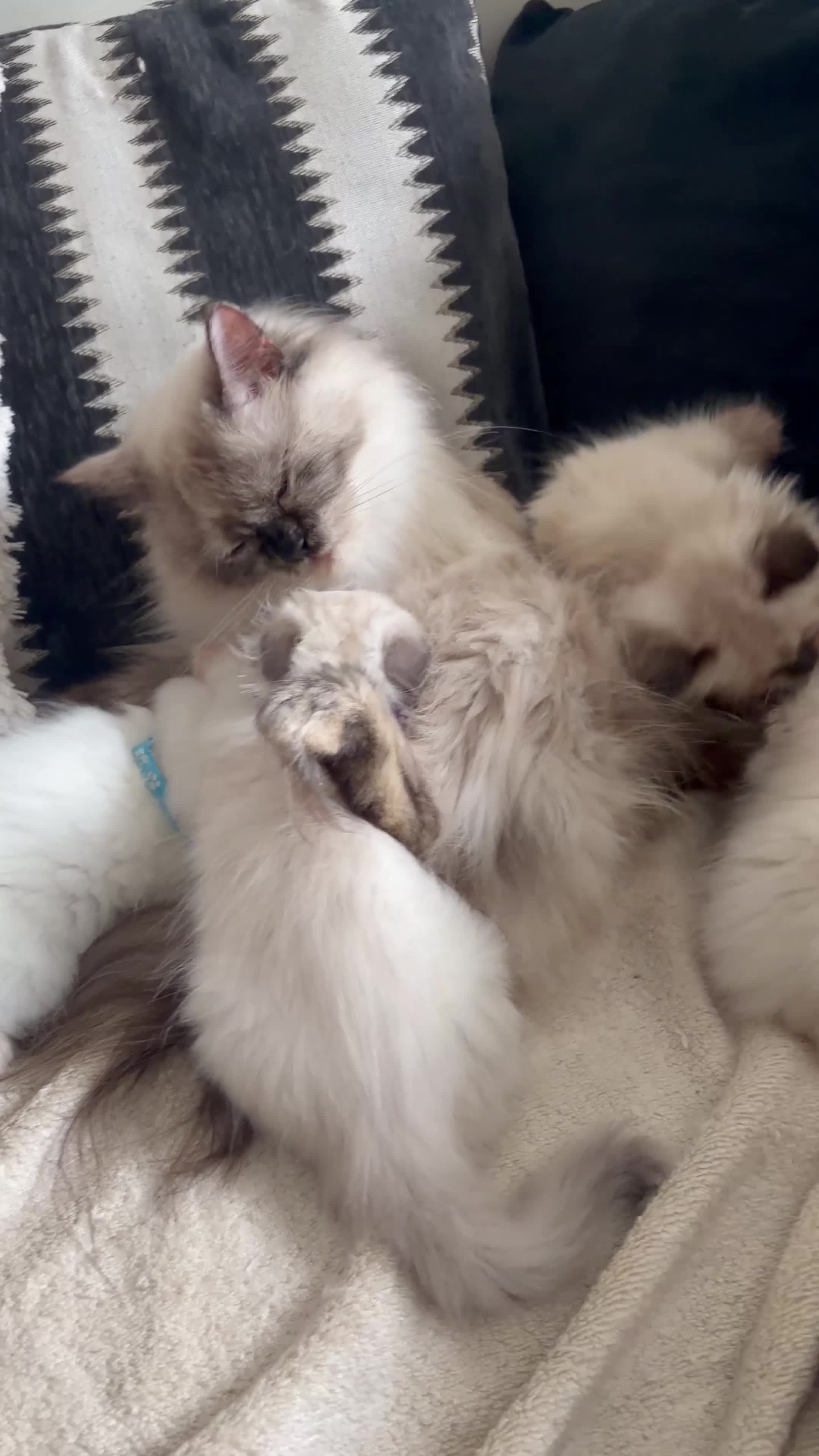 Ragdoll cats for sale: We have 4 beautiful Ragdoll Kittens in Telford - Video 2