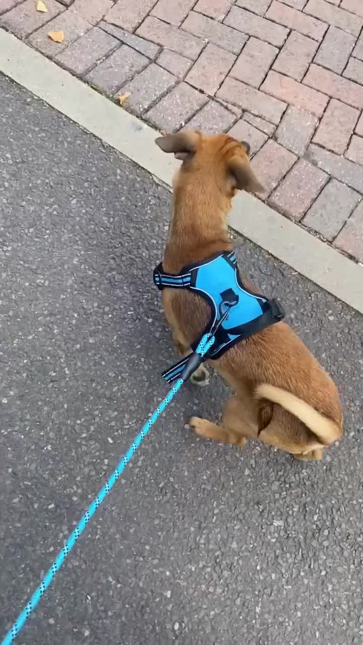 Patterjack dogs for sale: Male patterjack - Video 2