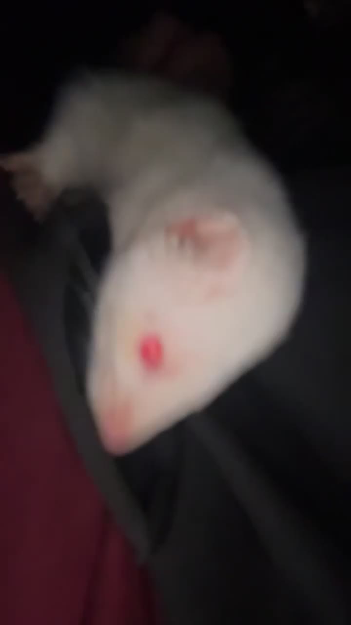 Ferret rodents for sale: Albino Jill for sale  in Merthyr Tydfil - Video 2