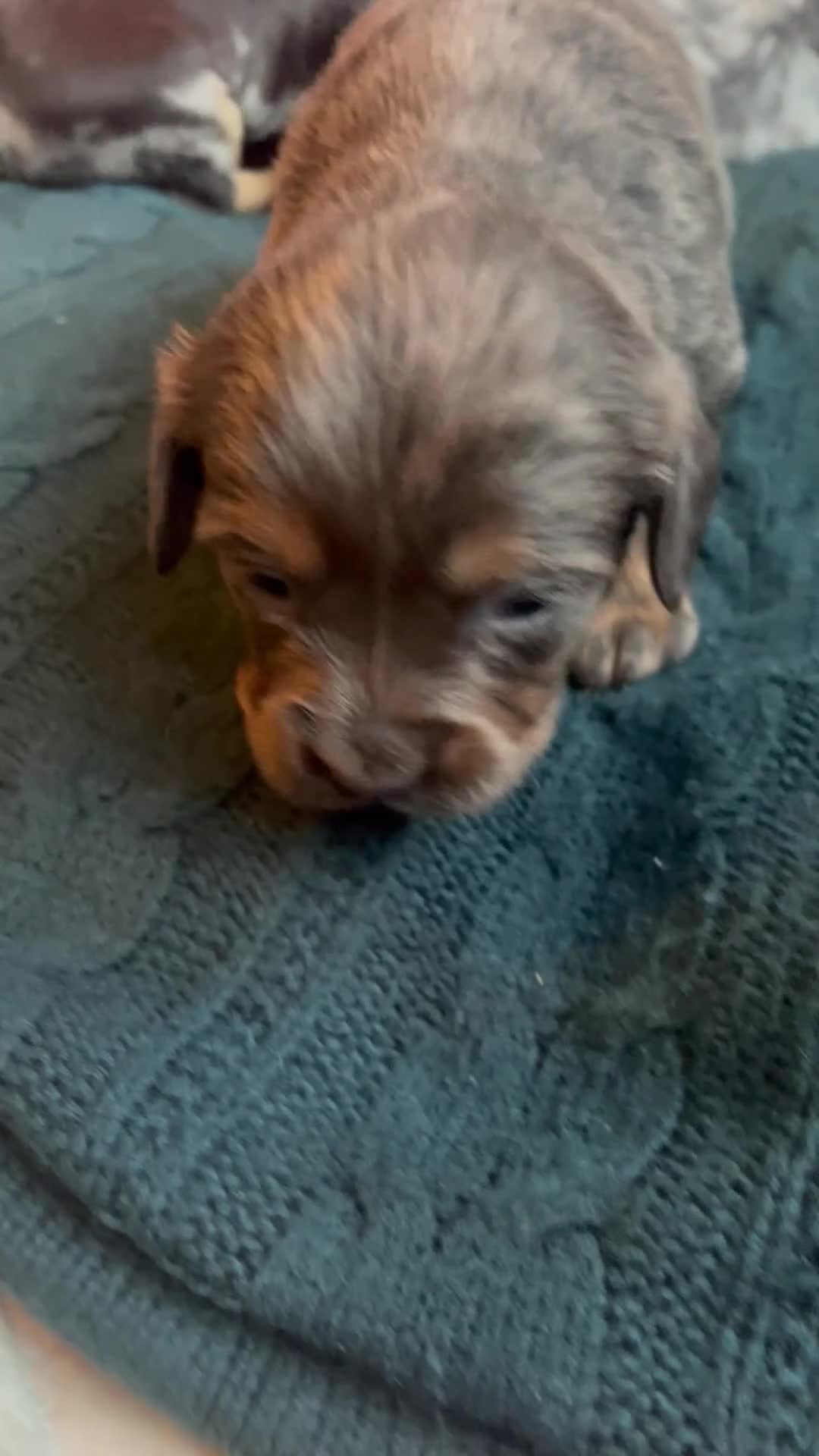 Mixed Breed dogs for sale: Dachshund hybrid puppies 🩷🩵 LAST ONE AVAILABLE  - Video 3