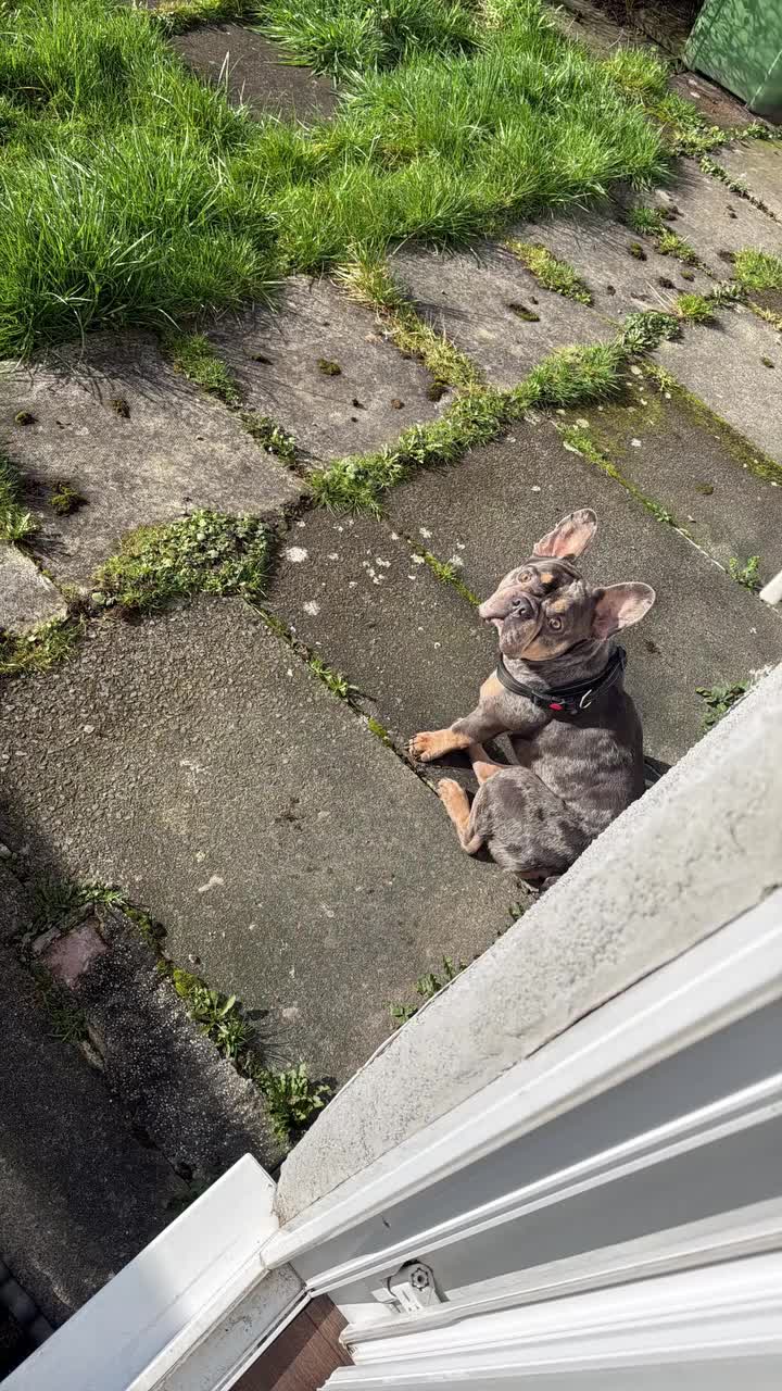 French Bulldog dogs for sale: Zeus  in Stockport - Video 1