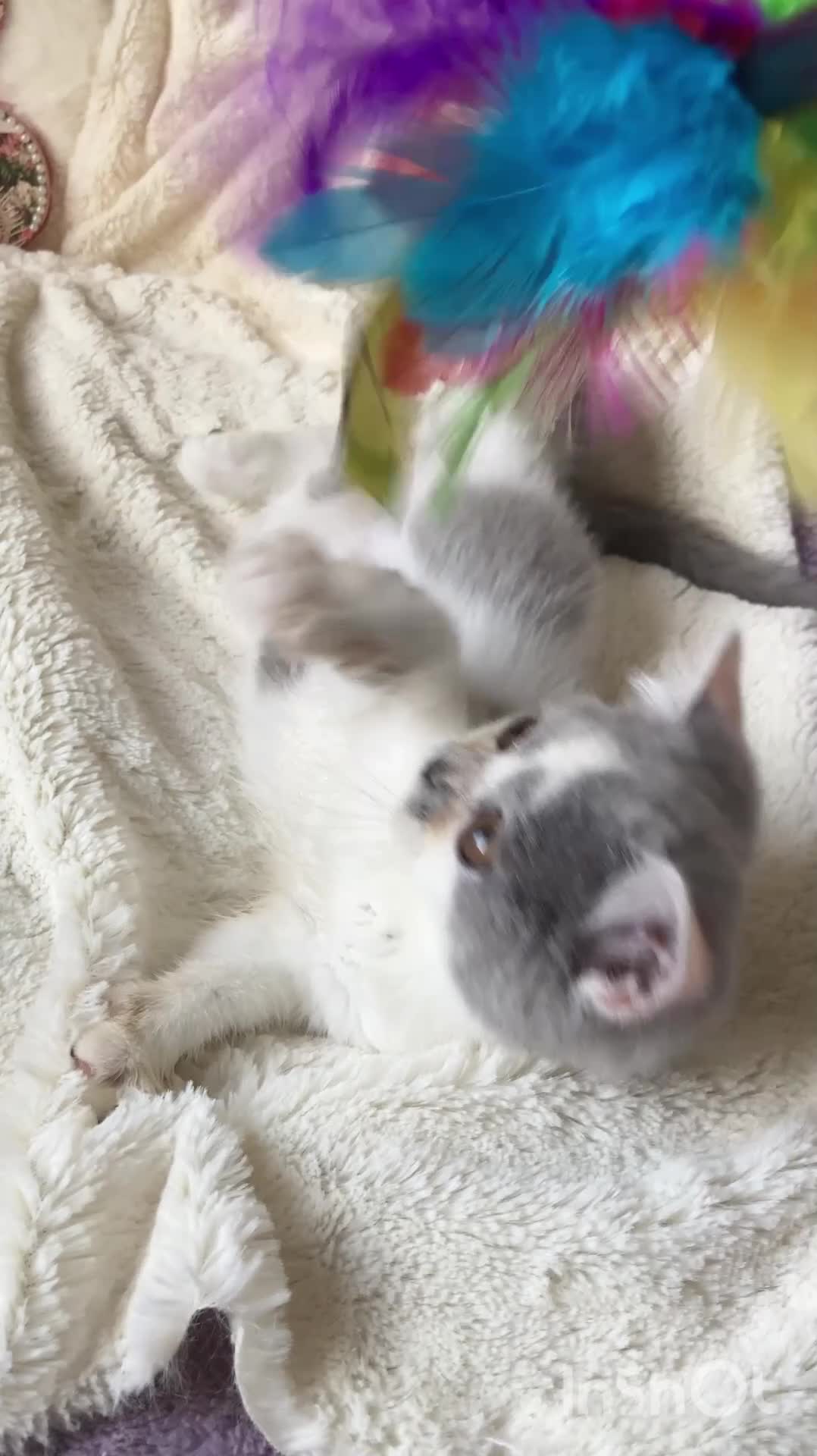British Shorthair cats for sale: Gorgeous Blue & White British Shorthair Registered - Video 1