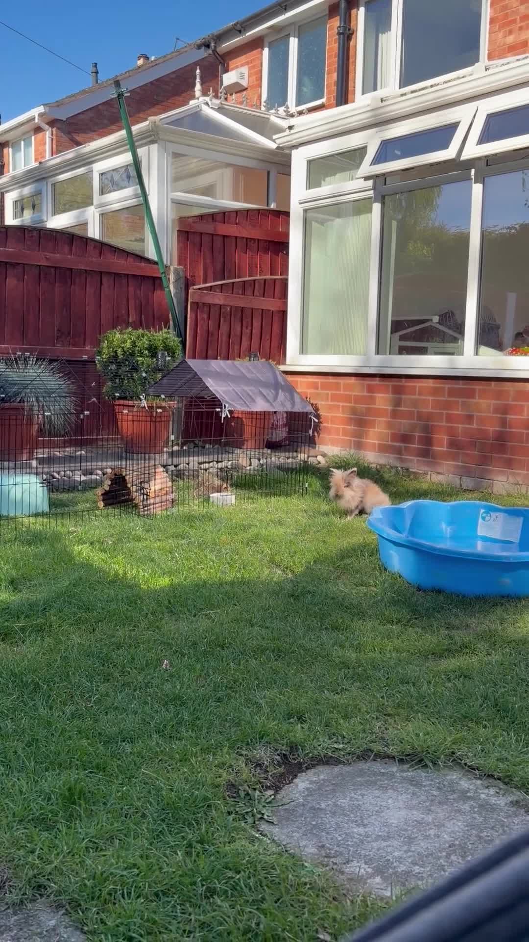 Lionhead rabbits for sale: Two bonded beautiful Lionhead boys  - Video 1
