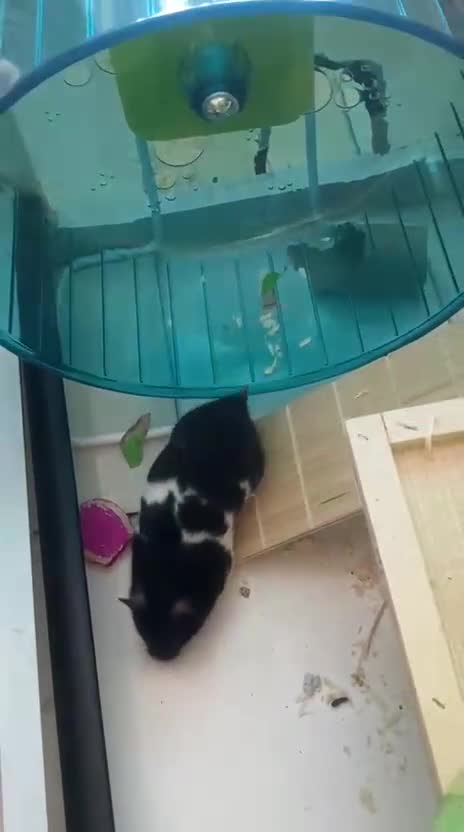 Hamster rodents for sale: MJ 🥺 - Video 1