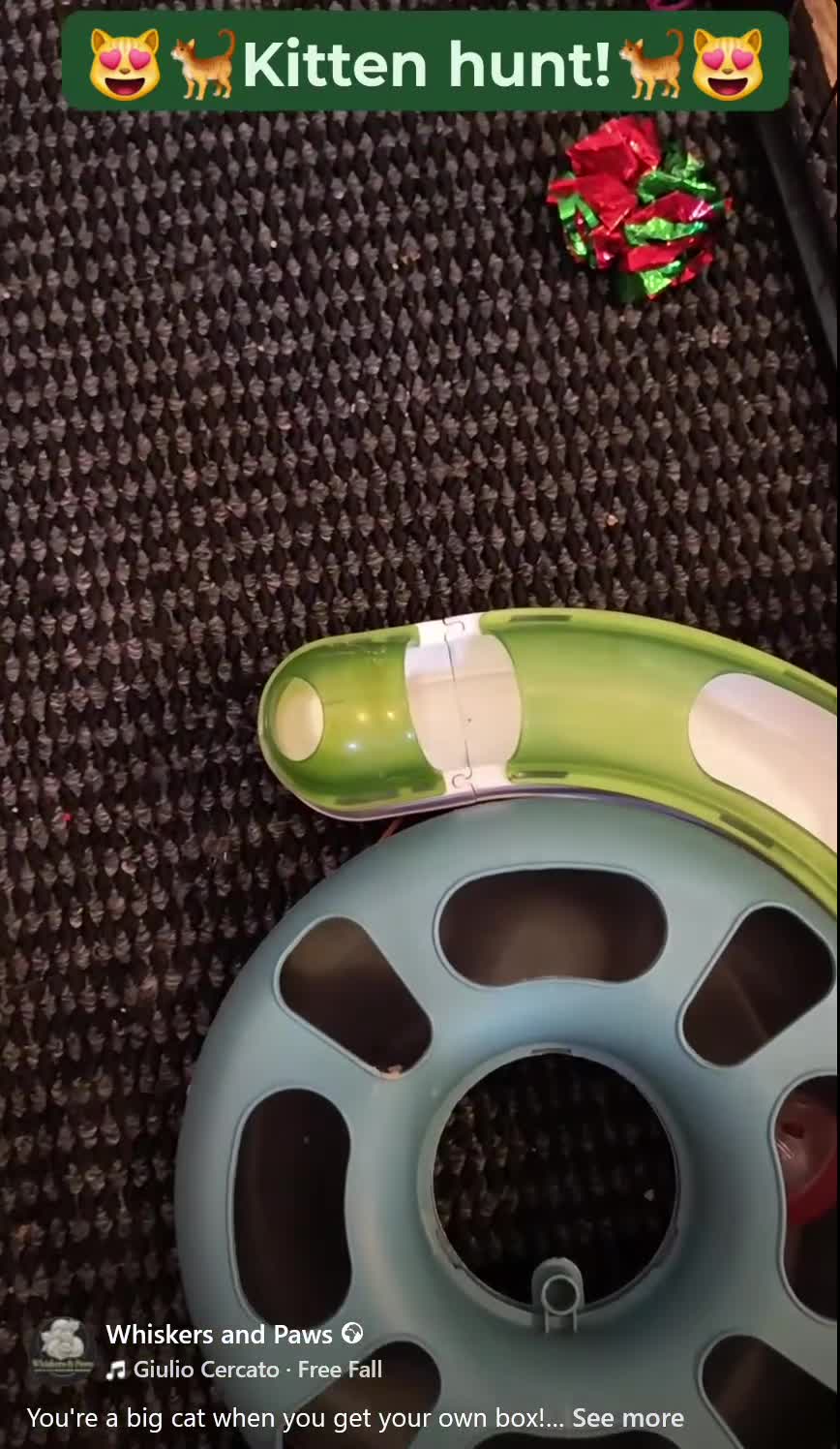 British Shorthair cats for sale: Gorgeous Chunky British Shorthair Kittens. - Video 2