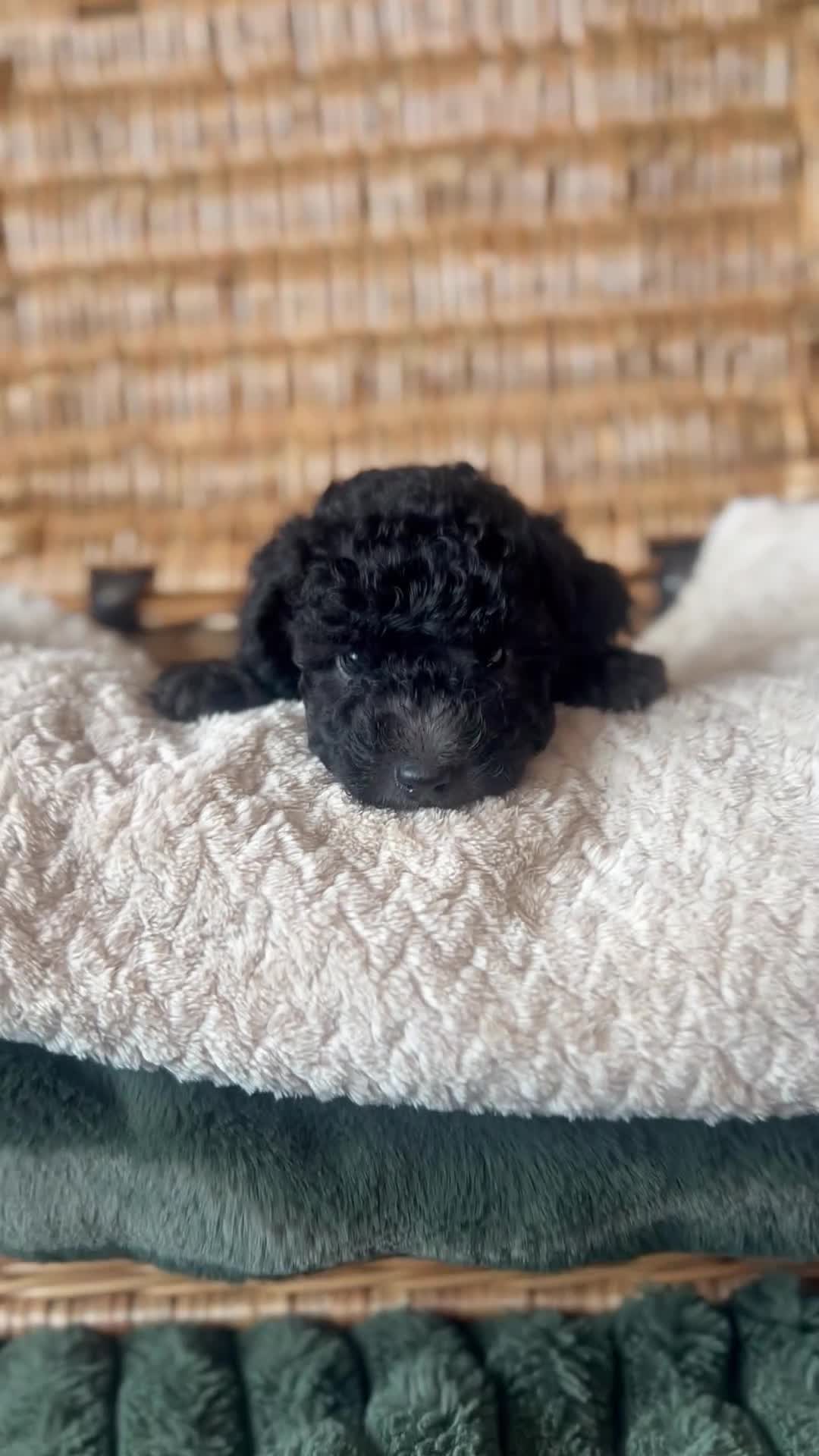 Toy Poodle dogs for sale: KC Toy Poodle Puppies, Champion Lines Final Litter - Video 2