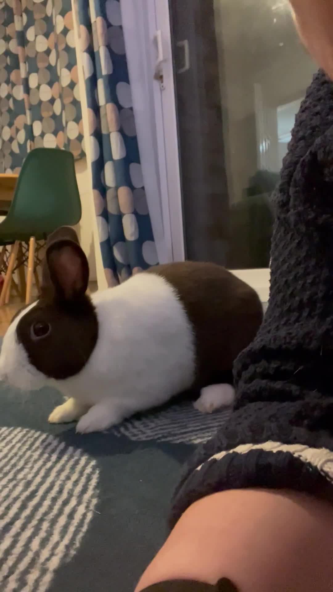 Dutch rabbits for sale:  🐇 Rehoming – Luke (Dutch, Male, 2yrs) - Video 3