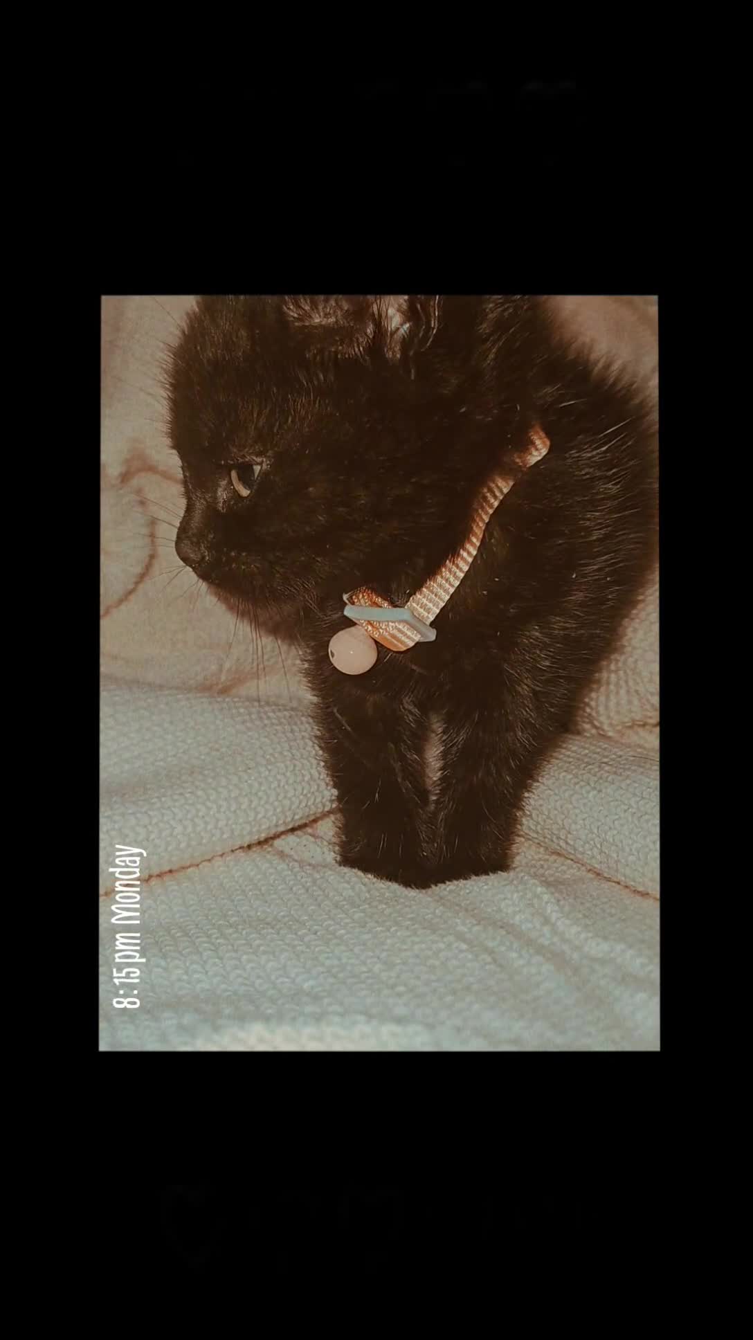 Mixed Breed cats for sale: Rehoming our 11 week old kitten - Video 1