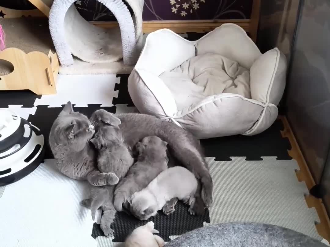 British Shorthair cats for sale: Magnificent litter Champion bloodline  - Video 1