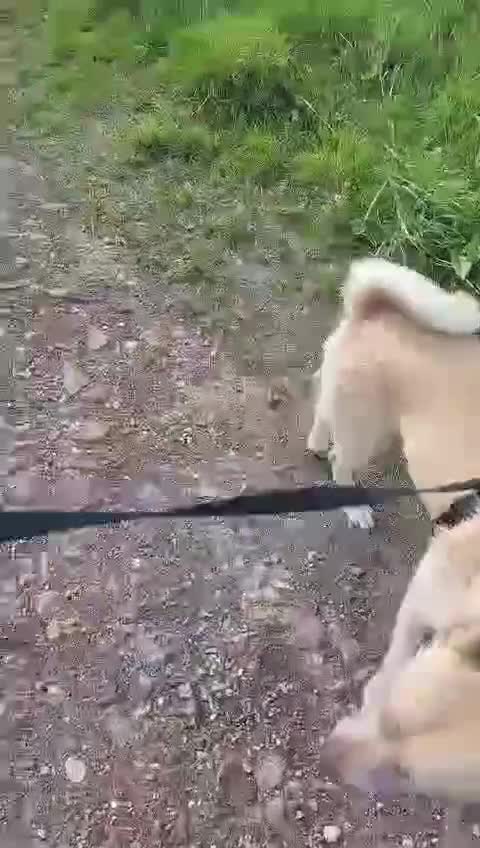 Mixed Breed dogs for sale: Cookie - Video 1