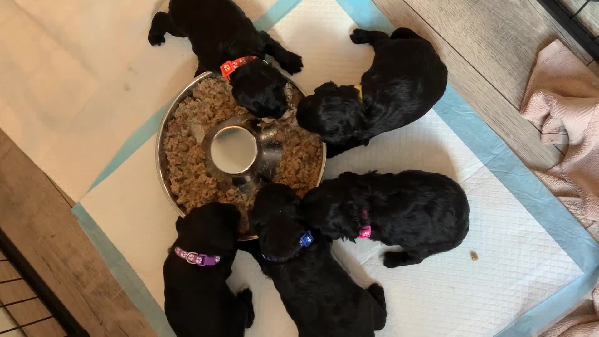 Schnoodle dogs for sale: LAst GIRL REDUCED READY NOW  - Video 1