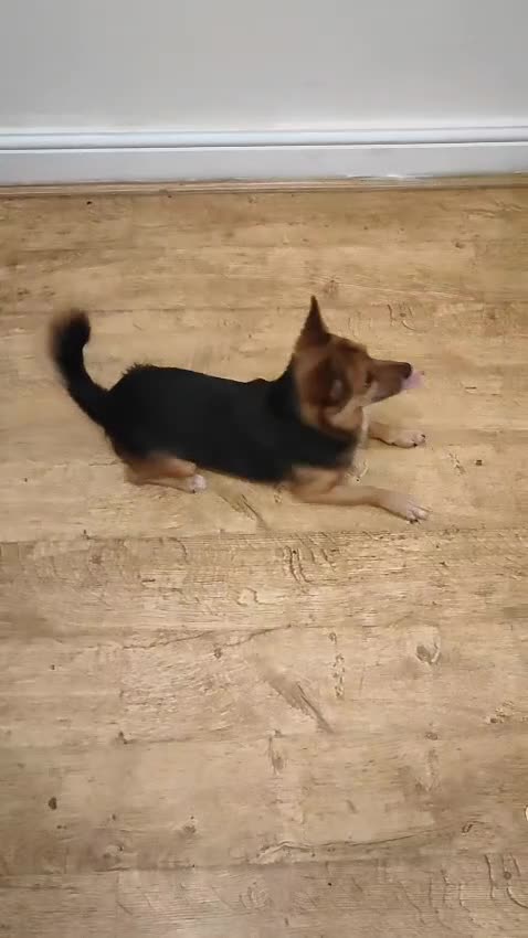 Mixed Breed dogs for sale: Cutie Milo  - Video 1