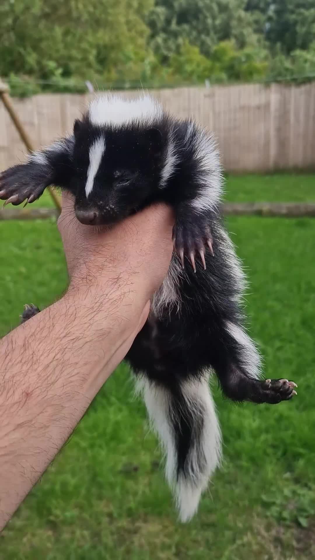Mixed Breed rodents for sale: 2 FEMALE B&W SKUNK KITS RE AVAILABLE READY NOW! - Video 1