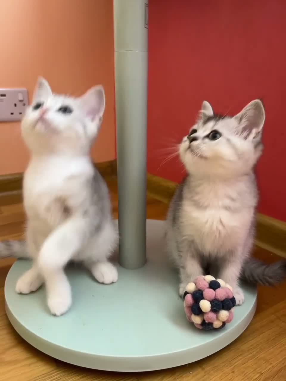 Scottish Fold cats for sale: 🩵🩷 Adorable pedigree kittens SF/ BSH - Video 2