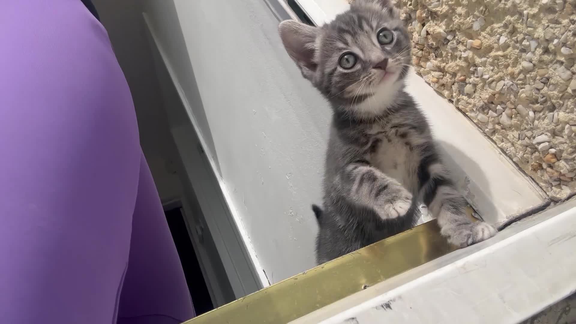 British Longhair cats for sale: Tabby kitten - Video 1