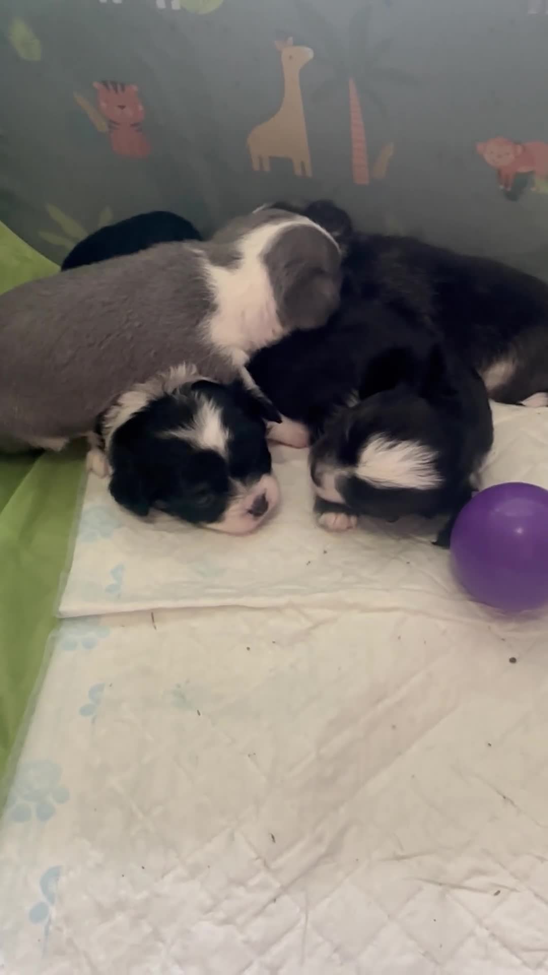 Chihuahua dogs for sale: Chihuahua puppies 2 boys & 1 girl, ready mid sept in Doncaster - Video 1