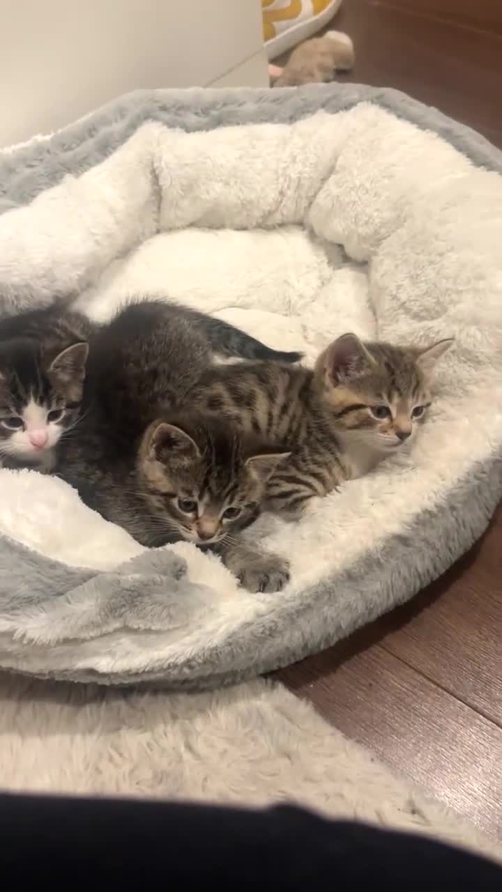 Mixed Breed cats for sale: 3 mixed tabby kittens for sale!  - Video 2