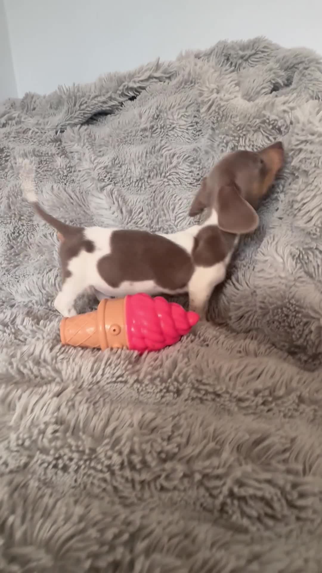 Miniature Dachshund dogs for sale: Beautiful miniature dachshund little girl - Video 4
