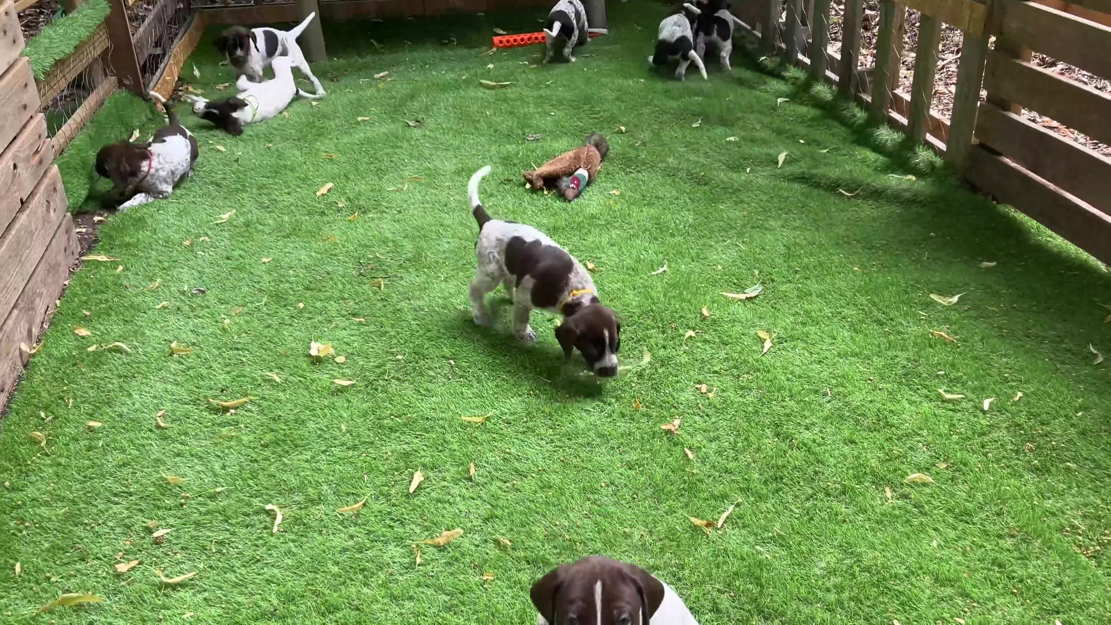 German Shorthaired Pointer dogs for sale: KC Reg GSP Pups (5 LEFT!) - Video 1