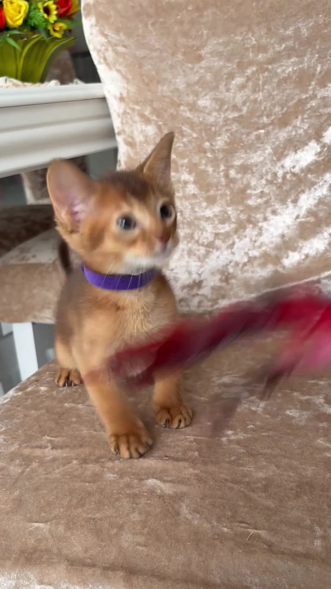 Abyssinian cats for sale: Beautiful abyssinian kittens - Video 2