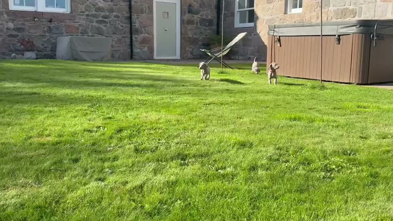 Weimaraner dogs for sale: Superb Gunalt Bloodlines & Excellent Temperament - Video 1