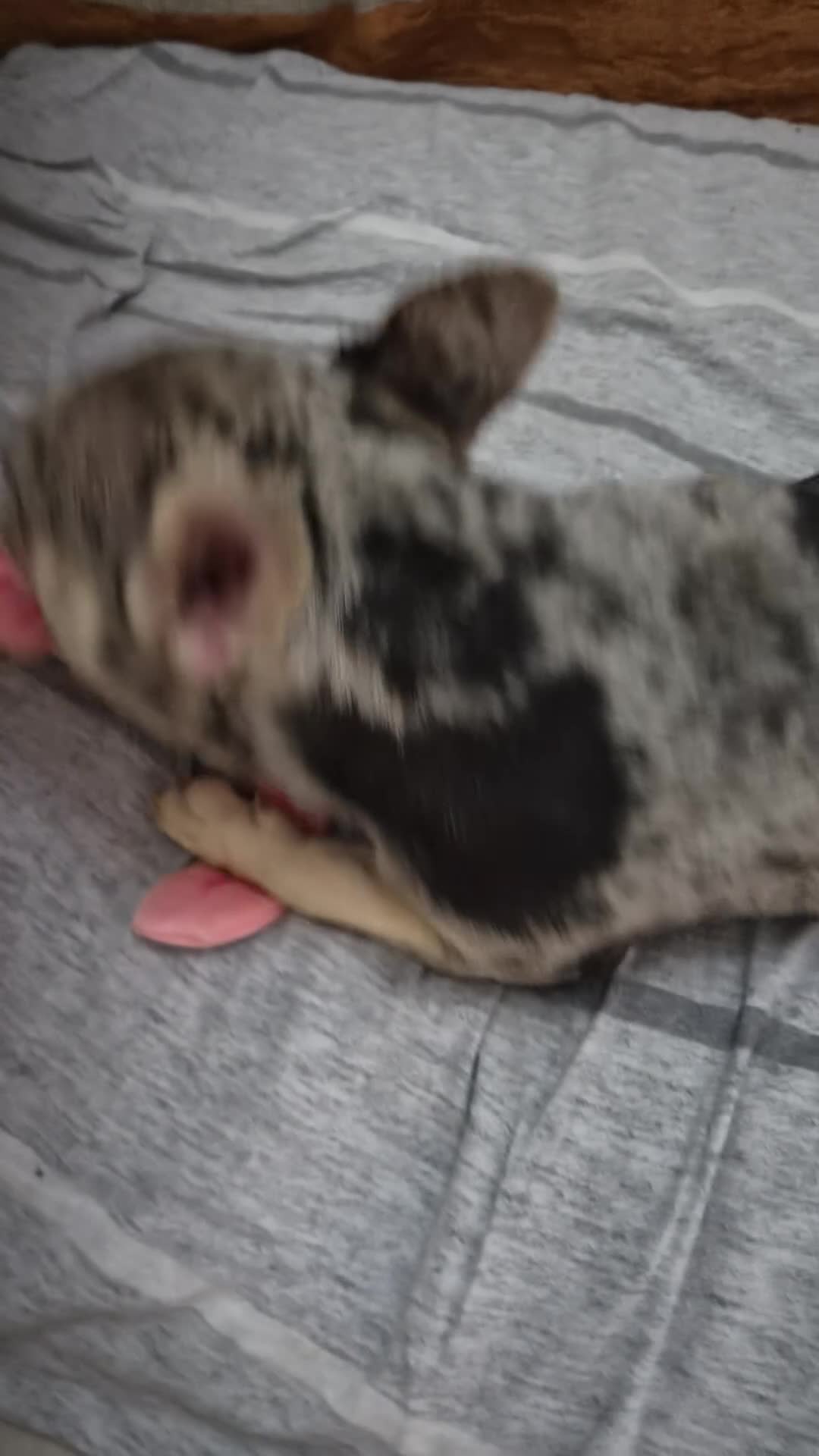 French Bulldog dogs for sale: Beautiful French bulldog girl  - Video 1