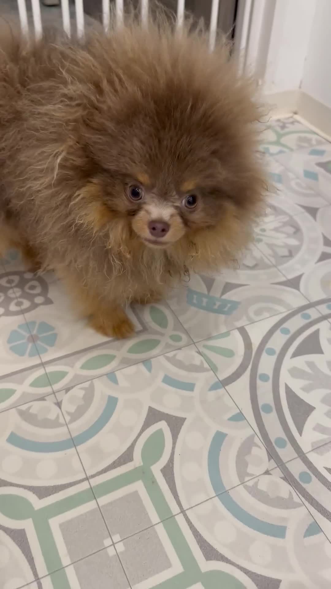 Pomeranian dogs for stud: Lilac and Tan stud 1.5kg - Video 1