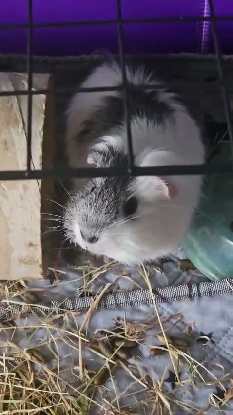 Guinea Pig rodents for sale: Lone male guinea pig in Preston - Video 1