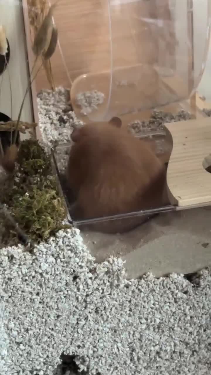 Hamster rodents for sale: Sweet Female Syrian Hamster in London - Video 1