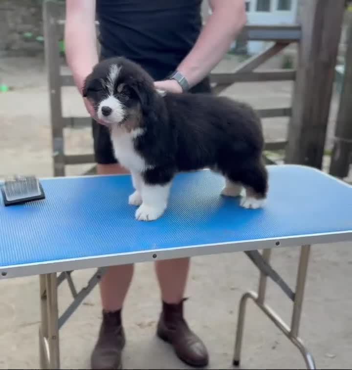 Australian Shepherd dogs for sale: Stunning Australian Shepherd Puppies  - Video 1