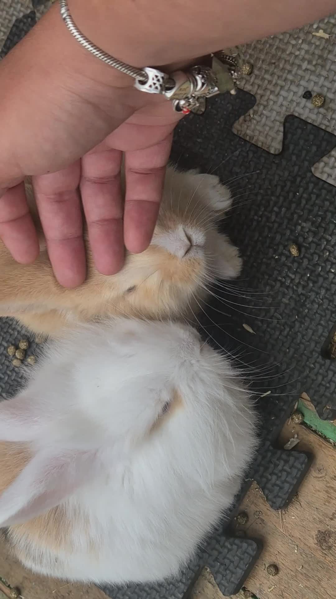 Mixed Breed rabbits for sale: 3 male Lionxlop buns very playful, well handled - Video 1