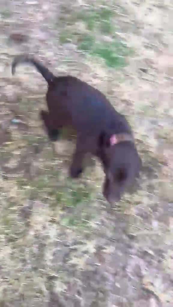 German Shorthaired Pointer dogs for sale: Beautiful KC GSP Puppies - Video 1