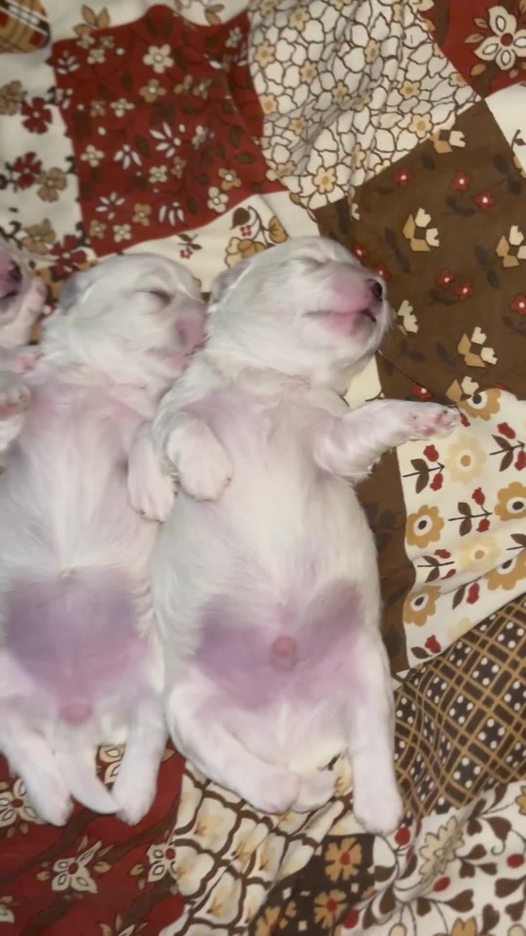 Maltese dogs for sale: Maltese boy for SALE  - Video 1