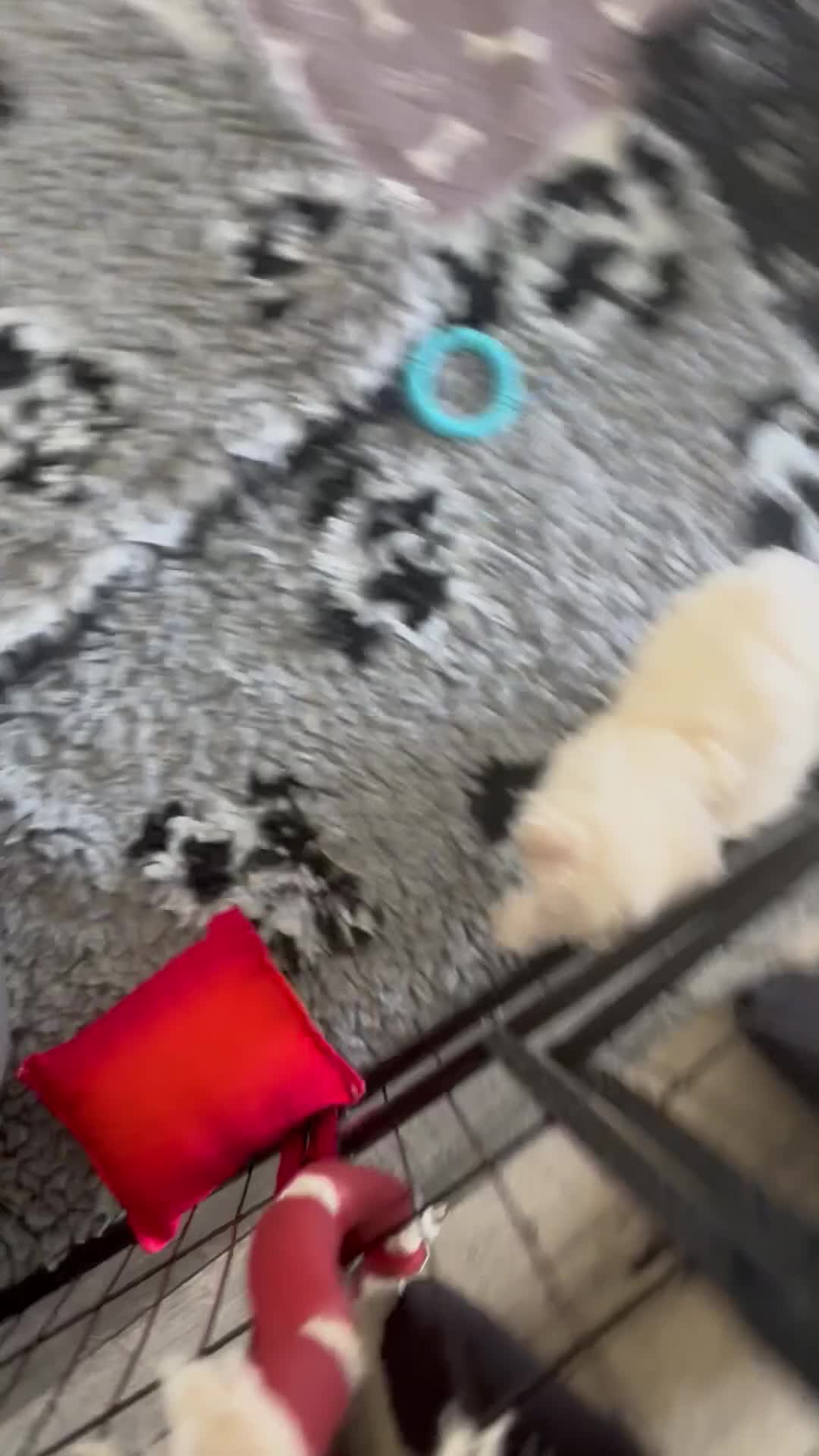 Maltese dogs for sale: Tiny Kc registered boys only  🩷💙💙 - Video 3