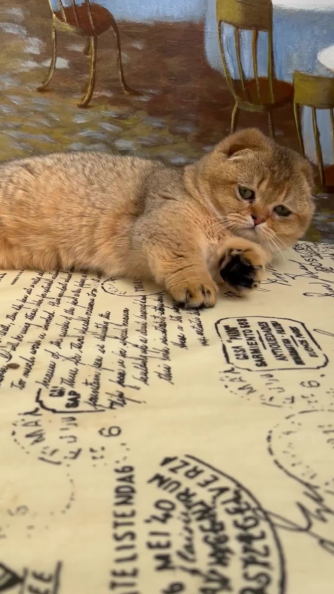 Munchkin cats for sale: Munchkin Scottish Kilt kittens - Video 1