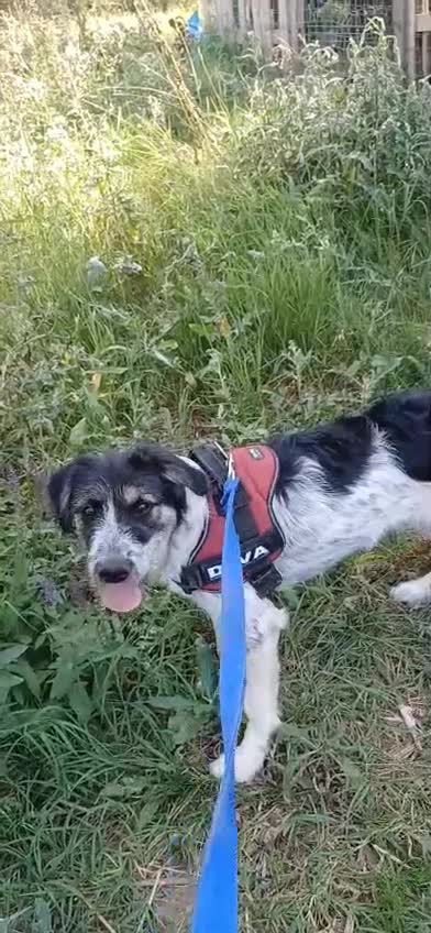 Mixed Breed dogs for adoption: Beautiful & Gentle ADELE needs a Loving Home - Video 1