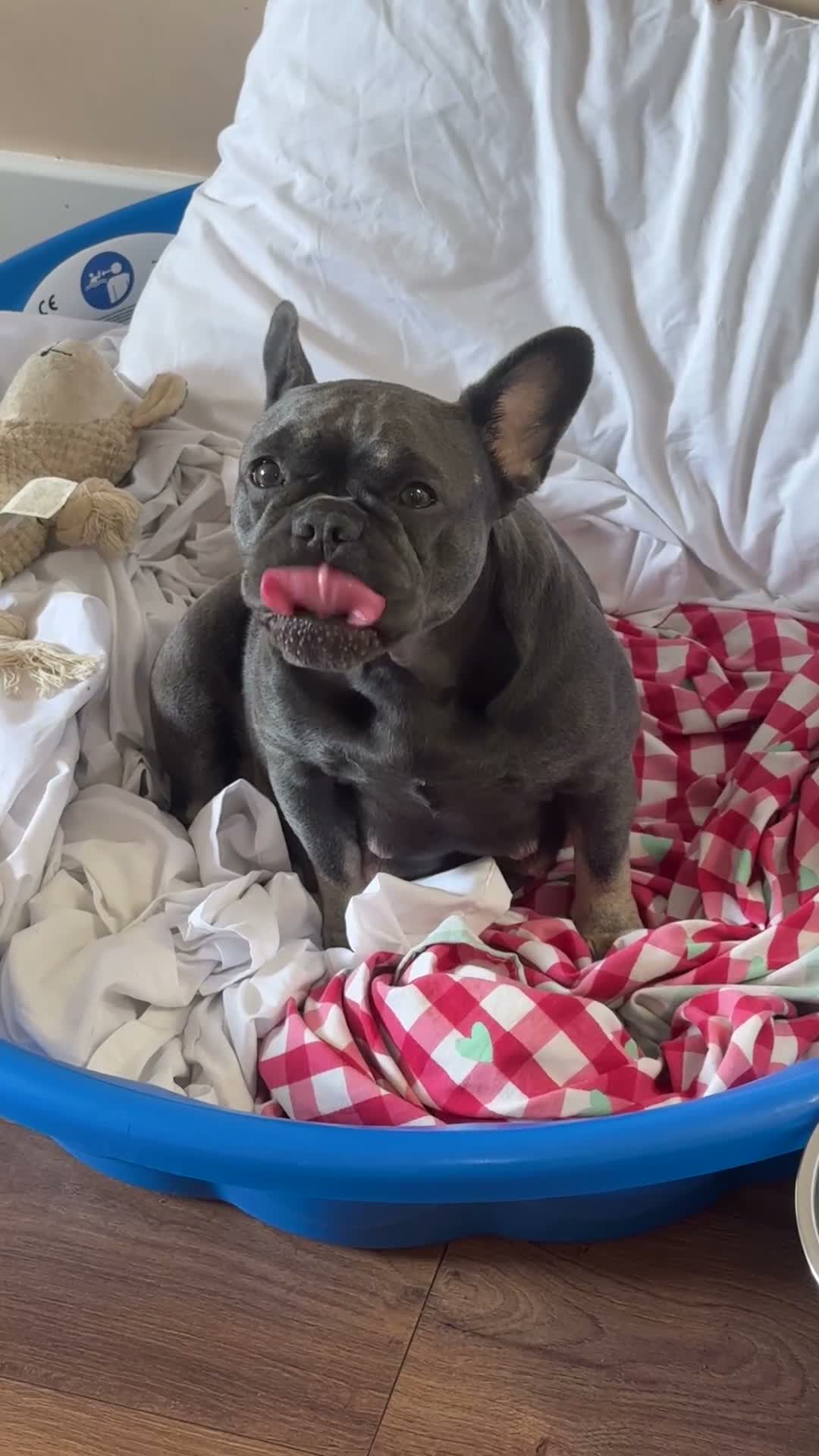 French Bulldog dogs for sale: FRENCHIE X PUPS FOR SALE  - Video 2