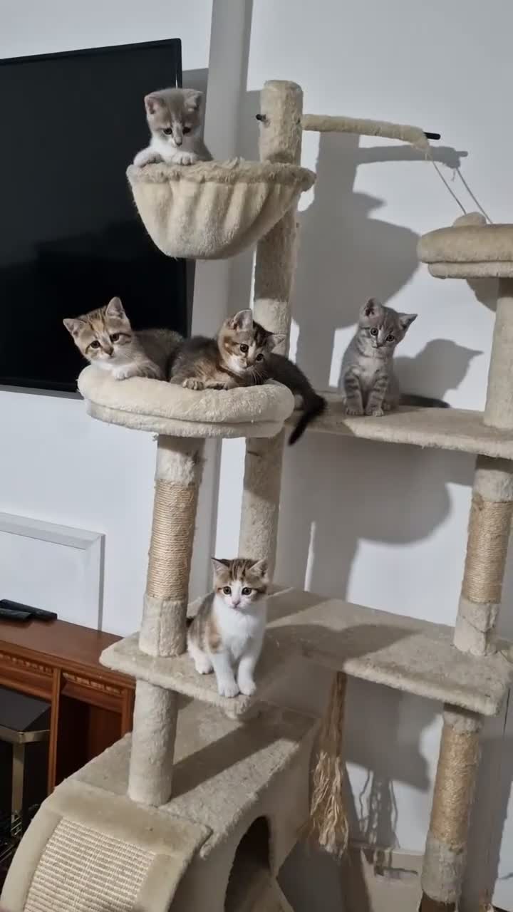 Mixed Breed cats for sale: Beautiful British Shorthair x Bengal Cross Kittens in Farnham - Video 1