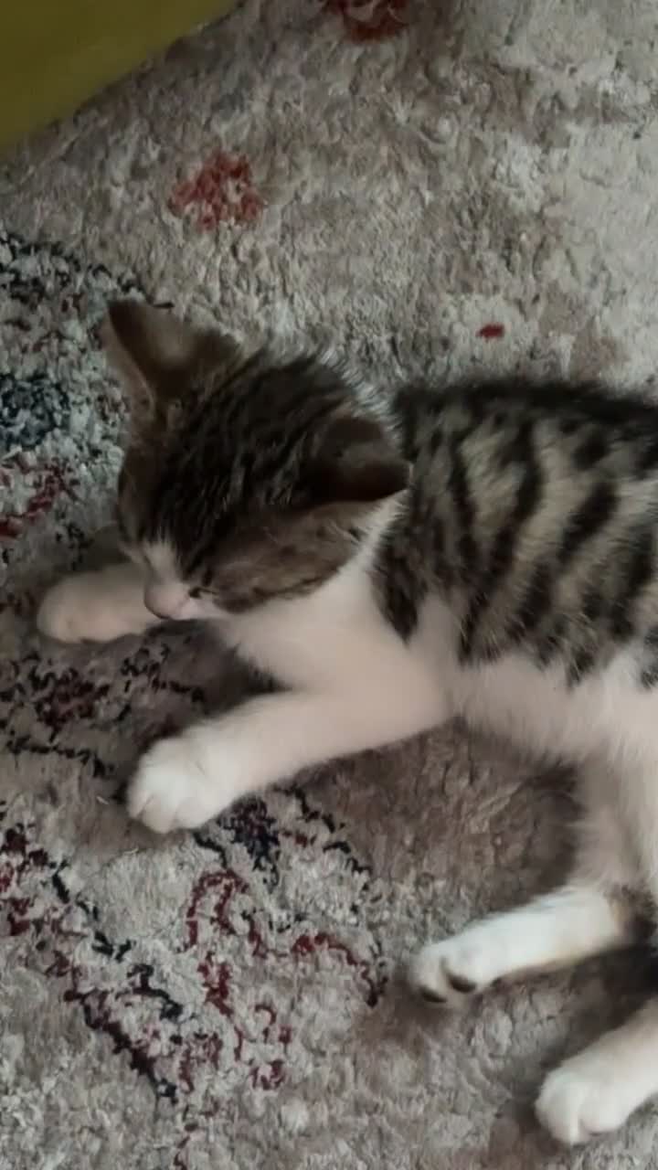 Domestic Shorthair cats for sale: Female Kitten  - Video 1