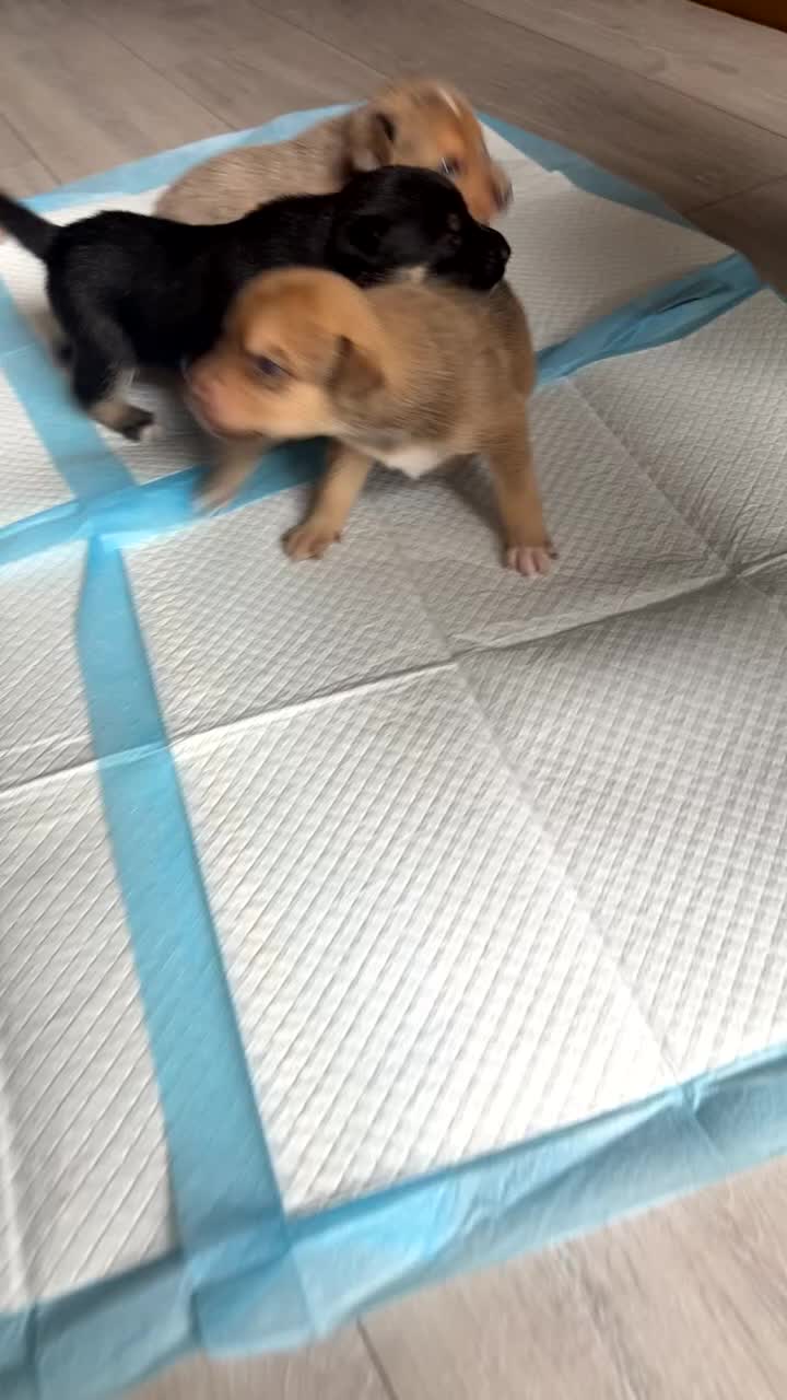 Mixed Breed dogs for sale: Staffy x husky puppies READY TO LEAVE - Video 1