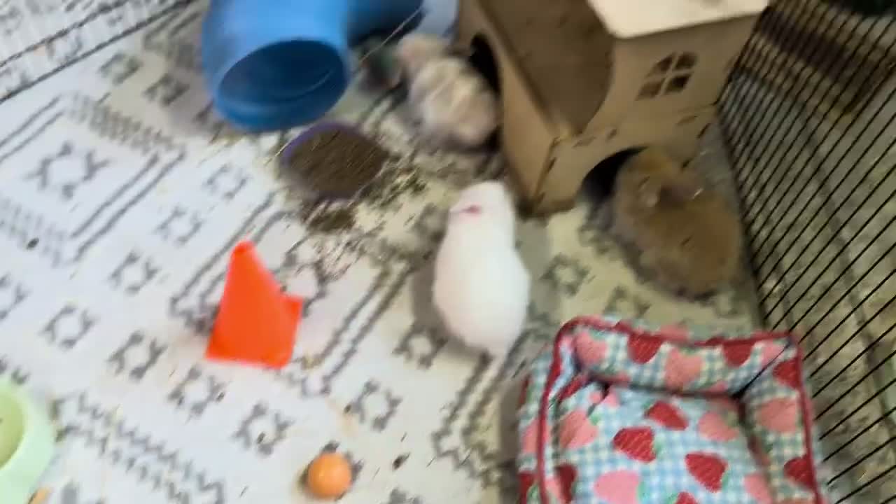 Mixed Breed rabbits for sale: Netherland Dwarf/lion head X mini lop  - Video 1