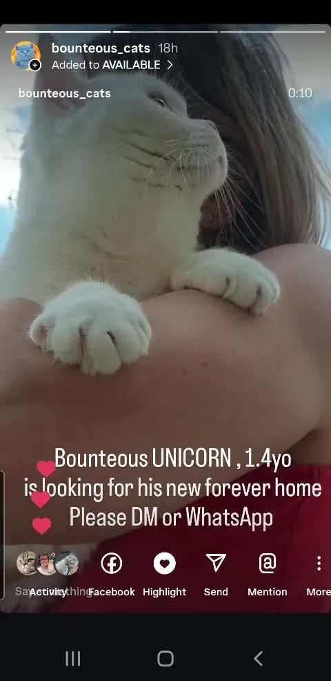 British Shorthair cats for sale: Closing of BSH cattery, 50% discount  - Video 4