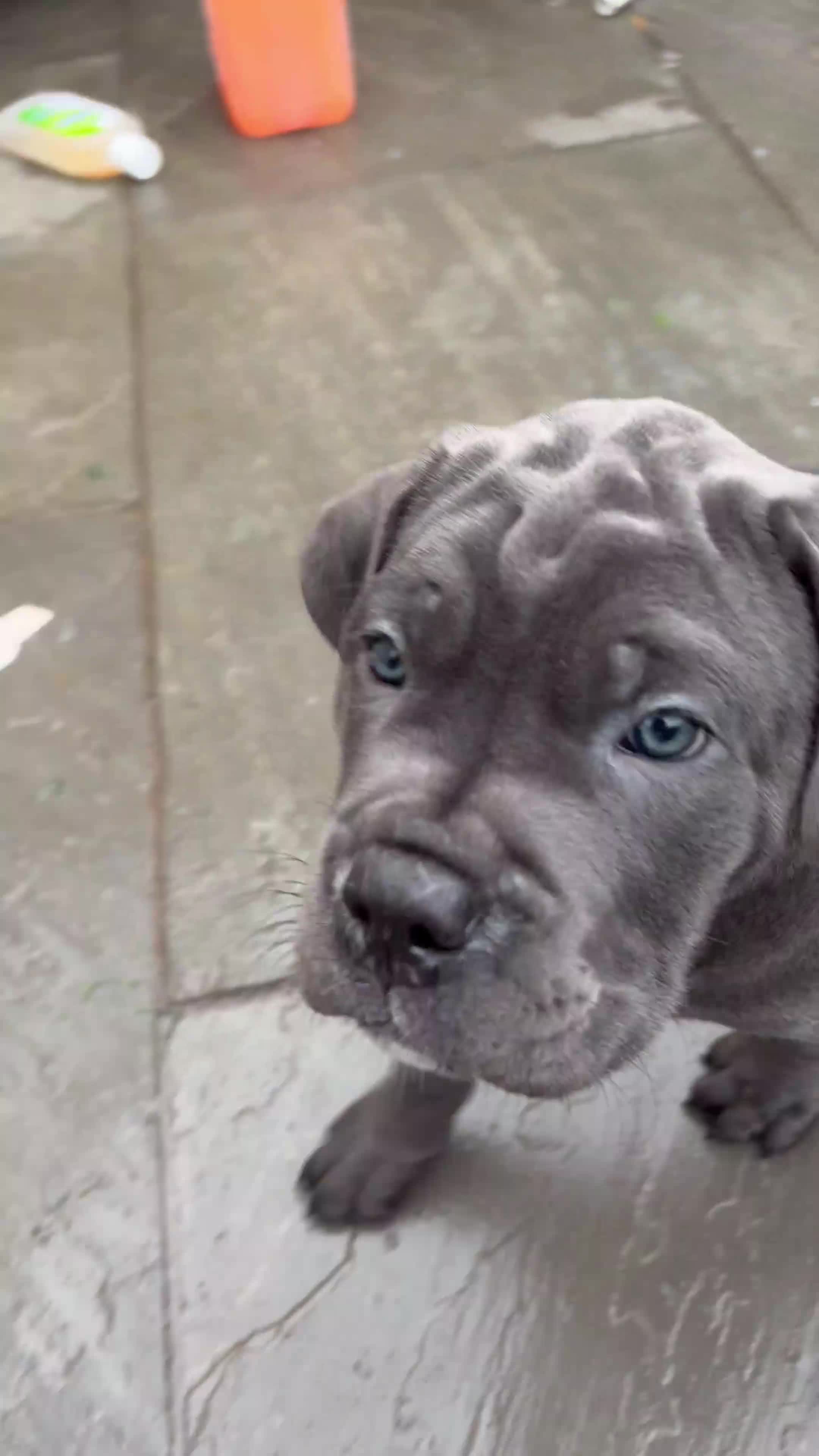 Cane Corso dogs for sale:  Health-Tested Cane Corso Puppies 🐾 - Video 5